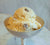 Rum Raisin Ice Cream